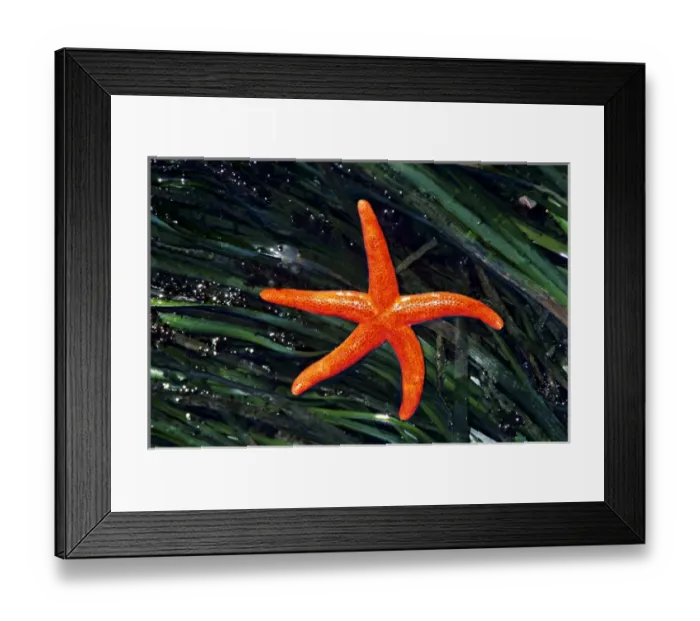 Framed Print : USA, Washington, Strait of Juan de Fuca. Red Blood Star starfish in a beach tidepool Framed Print : USA, Washington, Strait of Juan de Fuca. Red Blood Star starfish in a beach tidepool