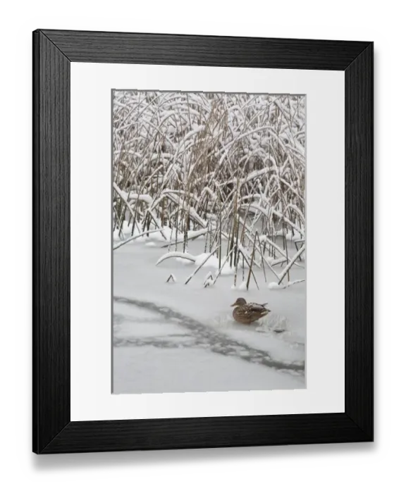 Framed Print : USA, Washington, Seabeck. Lone mallard duck sits on icy pond Framed Print : USA, Washington, Seabeck. Lone mallard duck sits on icy pond