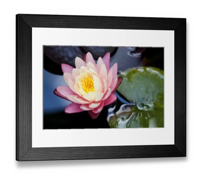 Framed Print : USA; North Carolina; Water lily blooming in a garden