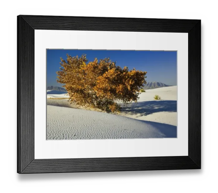 Framed Print : Autumn tree among dunes, White Sands National Monument, New Mexico Framed Print : Autumn tree among dunes, White Sands National Monument, New Mexico