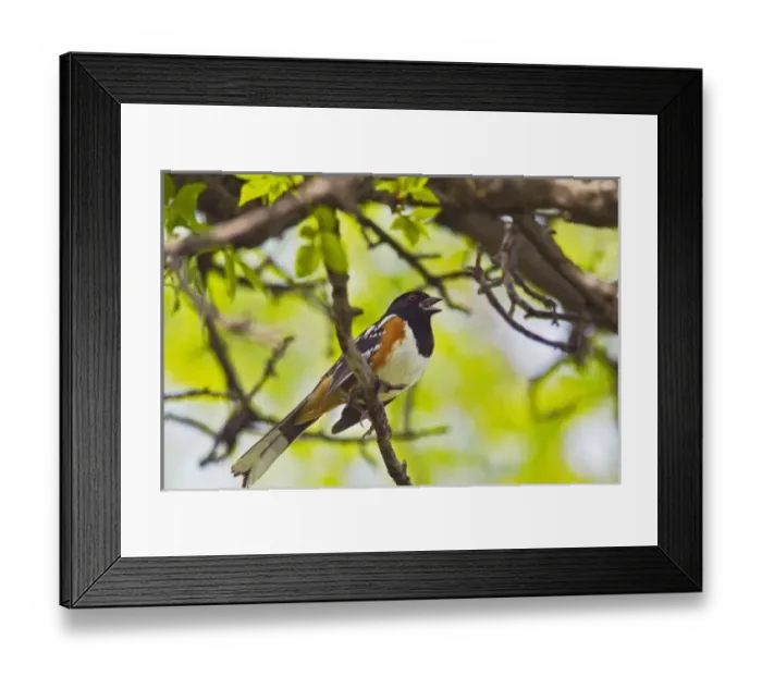 Framed Print : USA, North America, North Dakota Framed Print : USA, North America, North Dakota