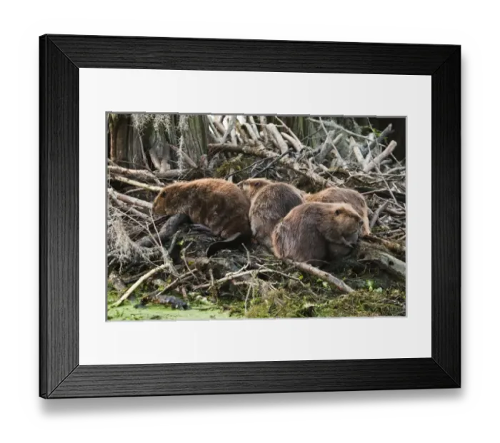 Framed Print : North America, USA, Texas, Caddo Lake, American beaver (Castor canadensis) adults Framed Print : North America, USA, Texas, Caddo Lake, American beaver (Castor canadensis) adults