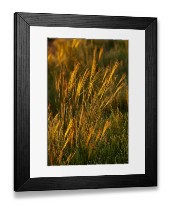 Framed Print : Needle and Thread prairie grasses backlit by setting sun at Theodore Roosevelt National Framed Print : Needle and Thread prairie grasses backlit by setting sun at Theodore Roosevelt National