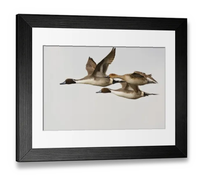 Framed Print : Northern Pintail (Anas acuta) males and female in flight, South Padre Island, Cameron Co Framed Print : Northern Pintail (Anas acuta) males and female in flight, South Padre Island, Cameron Co