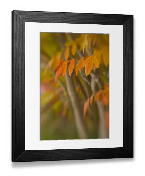 Framed Print : Walla Walla, WA, USA. Fall colors look beautiful at Whitman Mission National Historic Site Framed Print : Walla Walla, WA, USA. Fall colors look beautiful at Whitman Mission National Historic Site