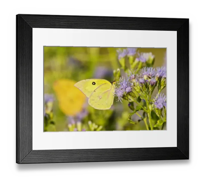 Framed Print : USA, North America, Texas