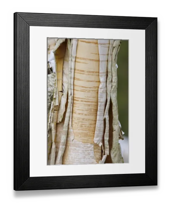 Framed Print : USA, North America, Washington Framed Print : USA, North America, Washington