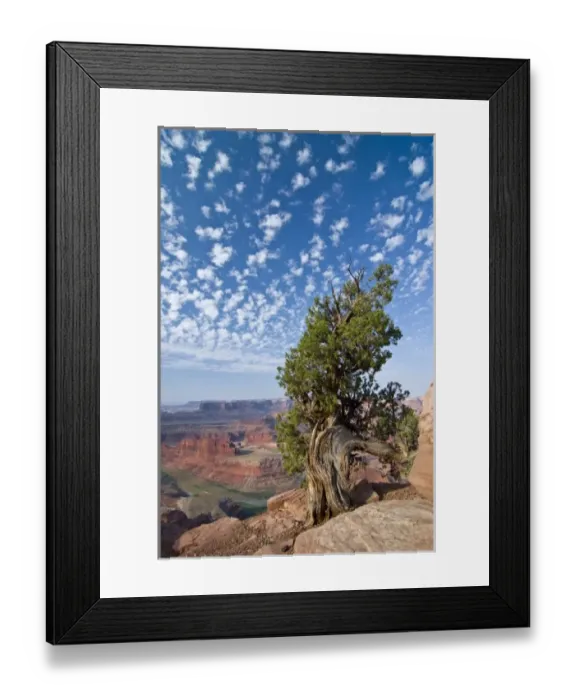 Framed Print : USA, Utah, Deadhorse Point SP. Old Juniper perches on mesa rim under a big buttermilk sky