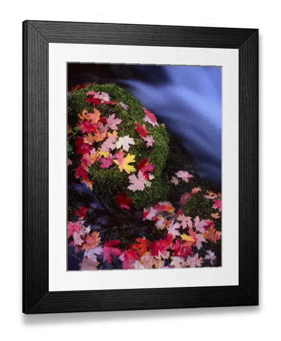 Framed Print : Utah. USA. Fallen leaves of bigtooth maple (Acer grandidentatum) on moss-covered Framed Print : Utah. USA. Fallen leaves of bigtooth maple (Acer grandidentatum) on moss-covered