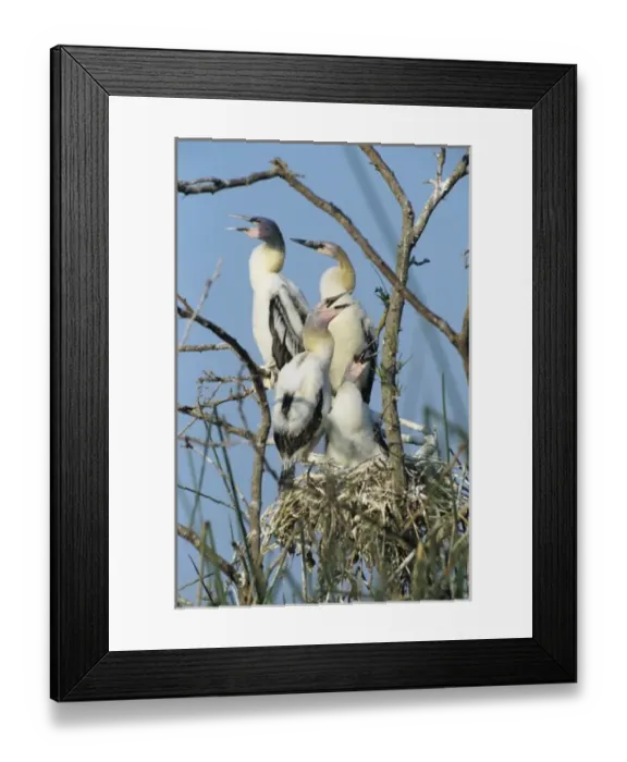Framed Print : Anhinga, Anhinga anhinga, young in nest, Welder Wildlife Refuge, Sinton, Texas, USA Framed Print : Anhinga, Anhinga anhinga, young in nest, Welder Wildlife Refuge, Sinton, Texas, USA