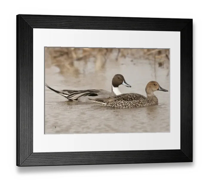 Framed Print : USA, North America, Oregon Framed Print : USA, North America, Oregon