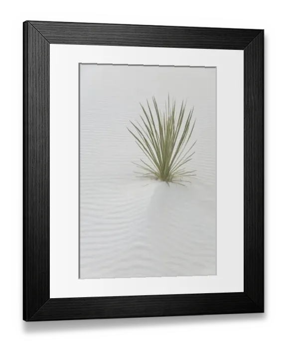 Framed Print : USA, New Mexico, White Sands National Monument. Lone yucca plant survives in world s
