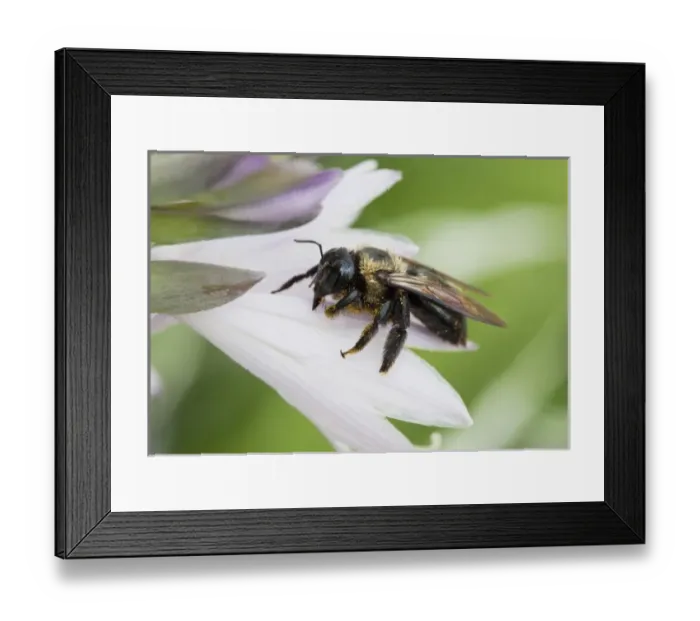 Framed Print : USA, North America, New York Framed Print : USA, North America, New York