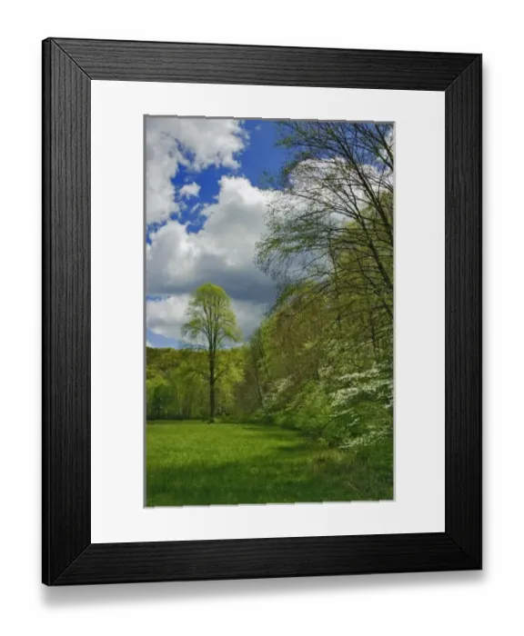 Framed Print : Flowering Dogwood Tree in forest, Great Smoky Mountains National Park, North Carolina