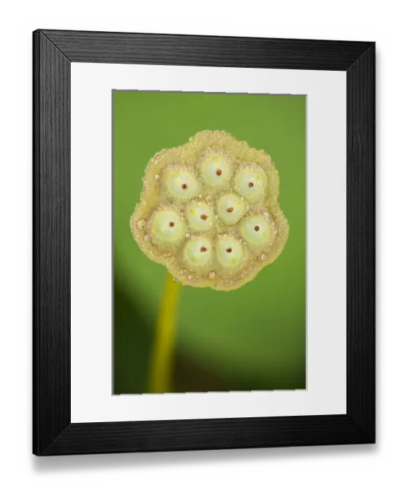 Framed Print : USA; North Carolina; Seed-case of lotus flower Framed Print : USA; North Carolina; Seed-case of lotus flower