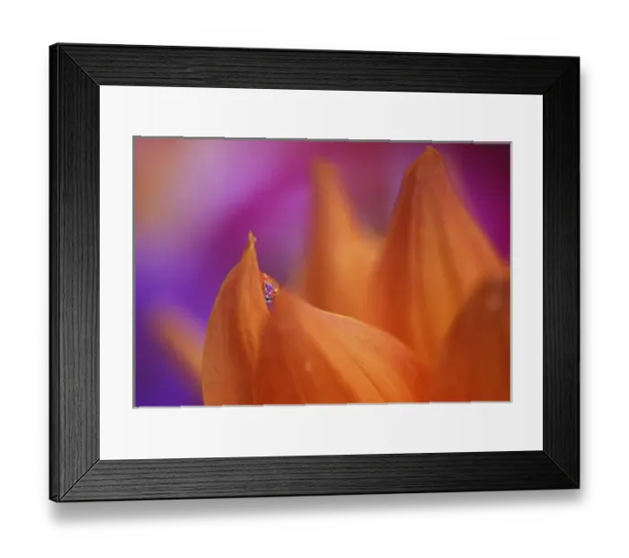 Framed Print : Orange Dahlia with dew drop, Sammamish Washington Framed Print : Orange Dahlia with dew drop, Sammamish Washington