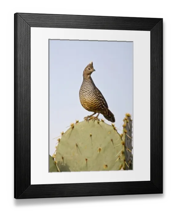 Framed Print : USA, North America, Texas Framed Print : USA, North America, Texas