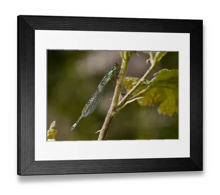 Framed Print : USA, North America, Oregon
