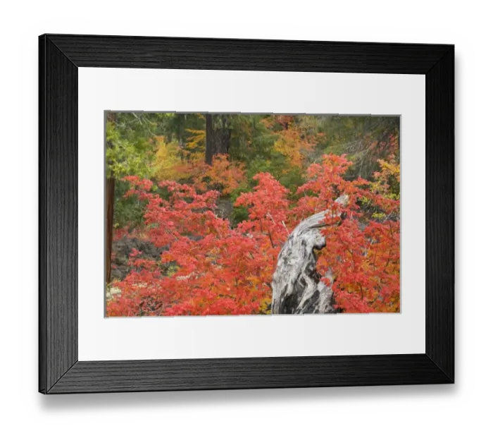 Framed Print : USA, Oregon, Willamette National Forest. Vine maple tree stump in autumn foliage Framed Print : USA, Oregon, Willamette National Forest. Vine maple tree stump in autumn foliage