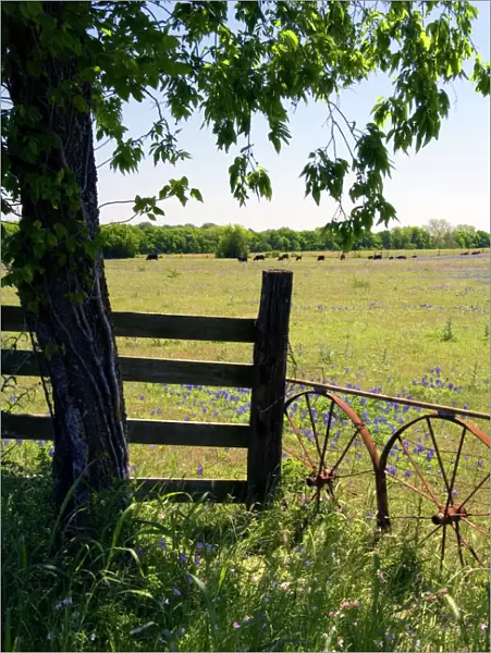 Field of Bluebonnet wildflowers in Washington County, Texas