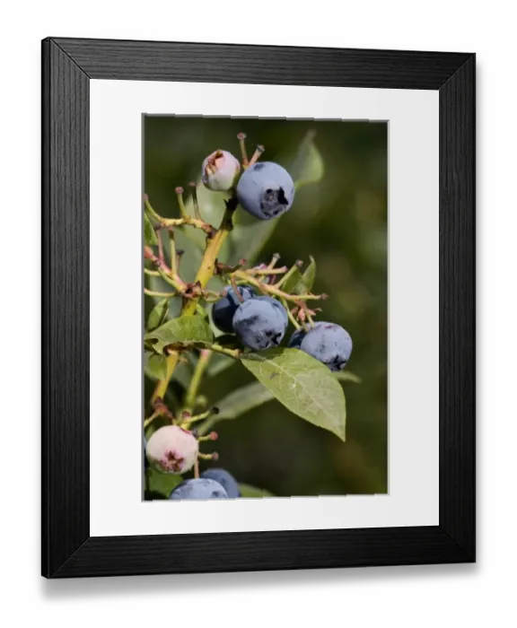 Framed Print : USA, North America, Oregon Framed Print : USA, North America, Oregon