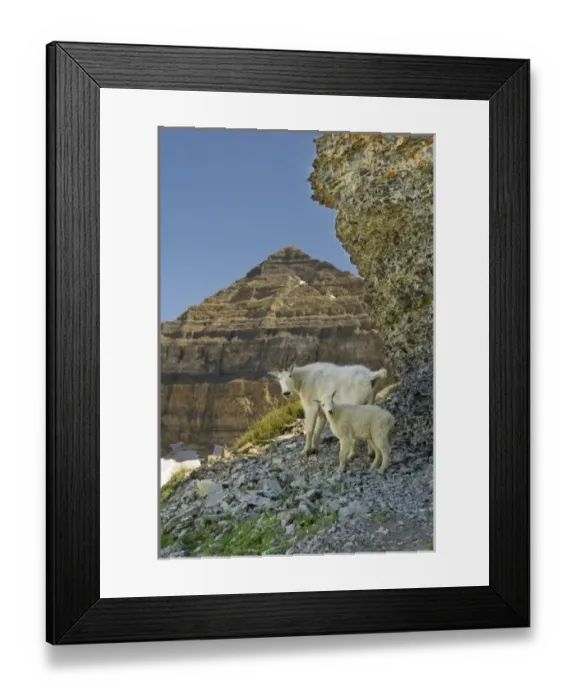 Framed Print : Nanny Mountain Goat with Kid, Oreamnos Americanus, on rocky ledge, Mount Timpanogas Framed Print : Nanny Mountain Goat with Kid, Oreamnos Americanus, on rocky ledge, Mount Timpanogas