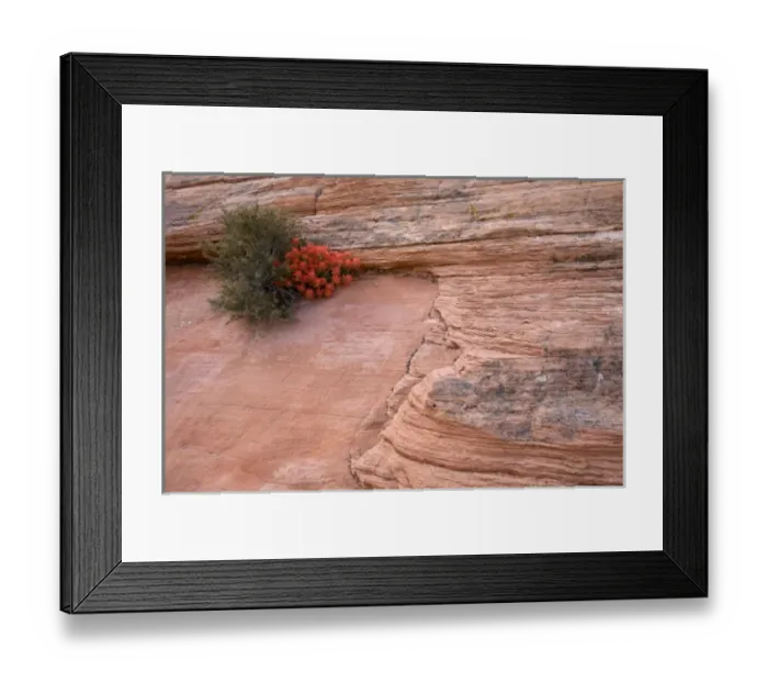 Framed Print : Utah, Zion National Park, Indian Paintbrush wildflowers