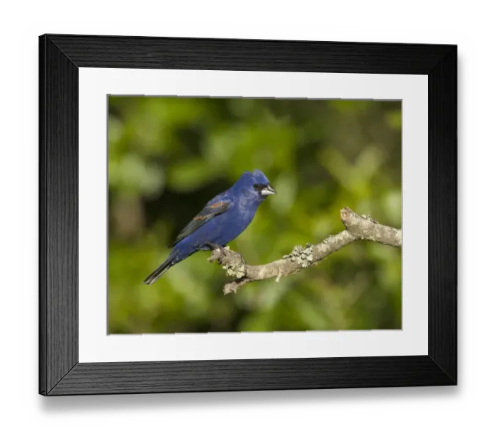 Framed Print : USA, North America, Texas Framed Print : USA, North America, Texas