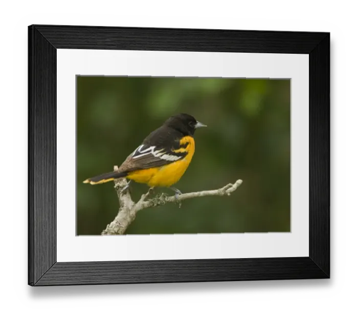 Framed Print : USA, North America, Texas Framed Print : USA, North America, Texas