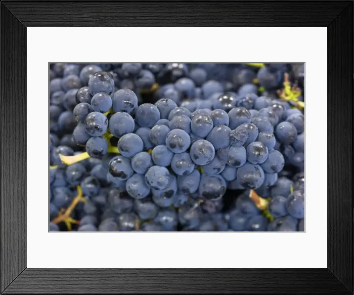 Framed Print : NA; USA; Oregon; Willamette Valley; Pinot Noir Grapes