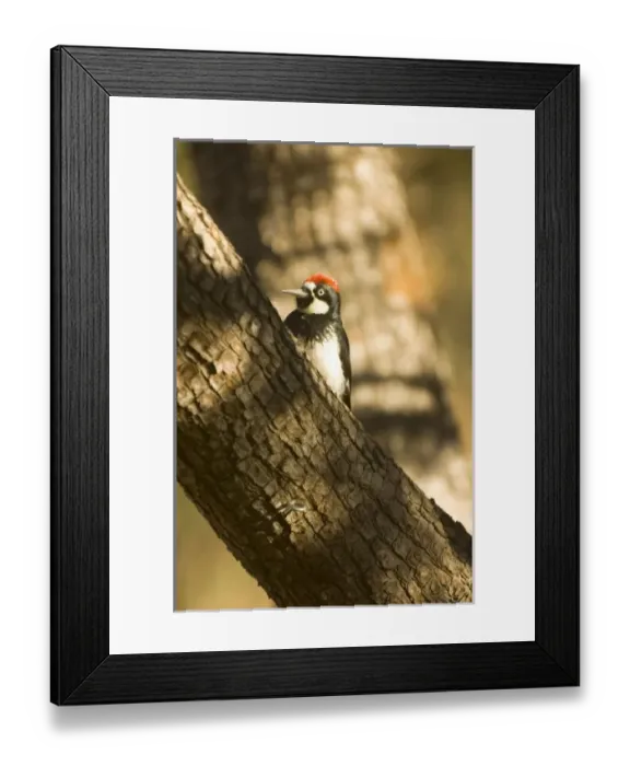 Framed Print : USA, North America, New Mexico