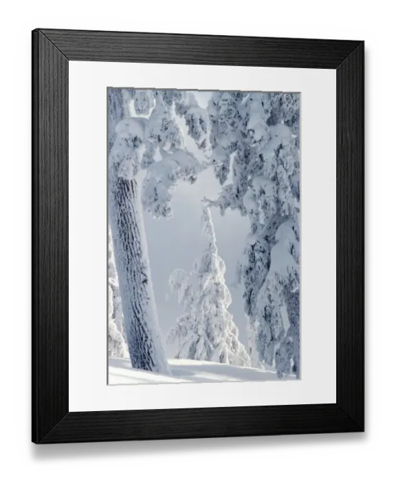 Framed Print : USA, Oregon, Crater Lake area. Trees are encrusted with heavy snow near Crater Lake, Oregon Framed Print : USA, Oregon, Crater Lake area. Trees are encrusted with heavy snow near Crater Lake, Oregon