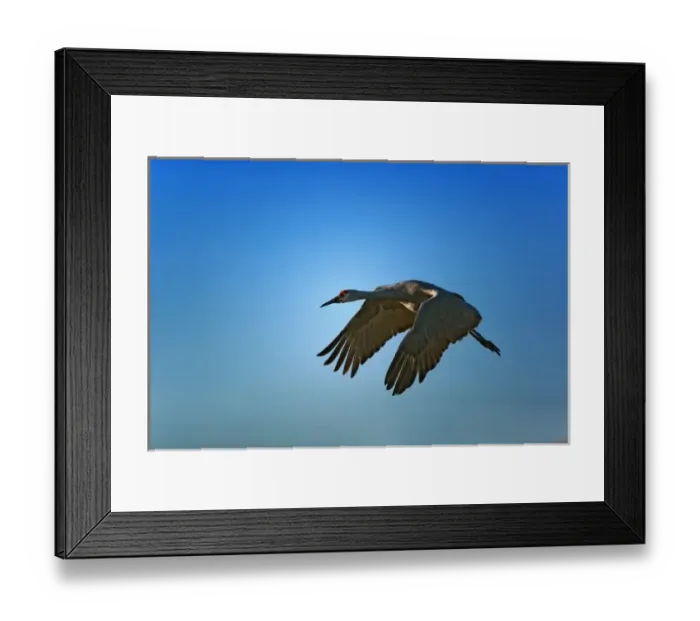 Framed Print : Sandhill Crane in flight, Grus canadensis, Bosque Del Apache National Wildlife Refuge Framed Print : Sandhill Crane in flight, Grus canadensis, Bosque Del Apache National Wildlife Refuge