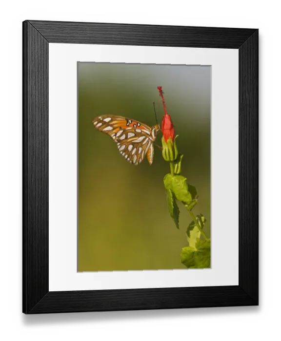 Framed Print : USA, North America, Texas Framed Print : USA, North America, Texas