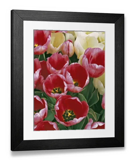 Framed Print : USA, Oregon, Willamette Valley. Pink and white tulips compliment each other in