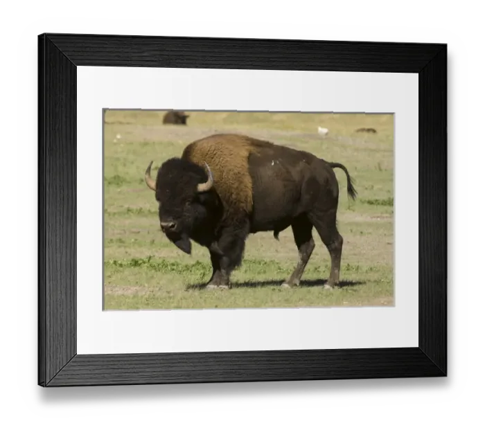 Framed Print : USA, North America, South Dakota