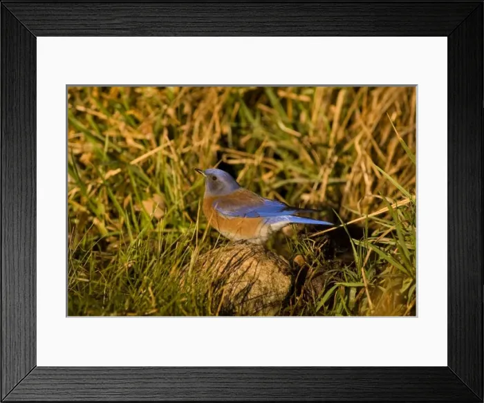 Framed Print : Western bluebird, Sialia mexicana, adult male drinks from a natural spring at sunrise Framed Print : Western bluebird, Sialia mexicana, adult male drinks from a natural spring at sunrise