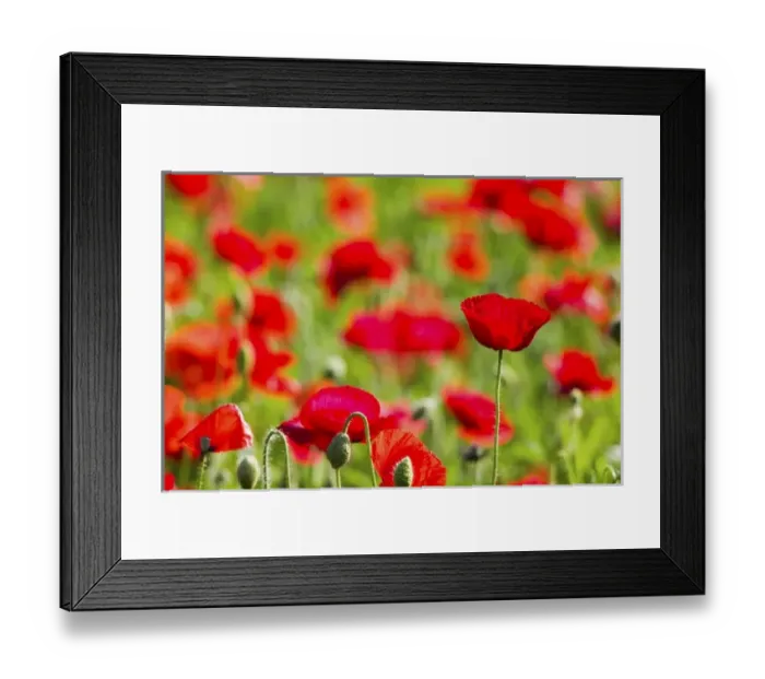 Framed Print : USA, Oregon, Willamette Valley, Shirley Poppies Blooming in Mass Framed Print : USA, Oregon, Willamette Valley, Shirley Poppies Blooming in Mass