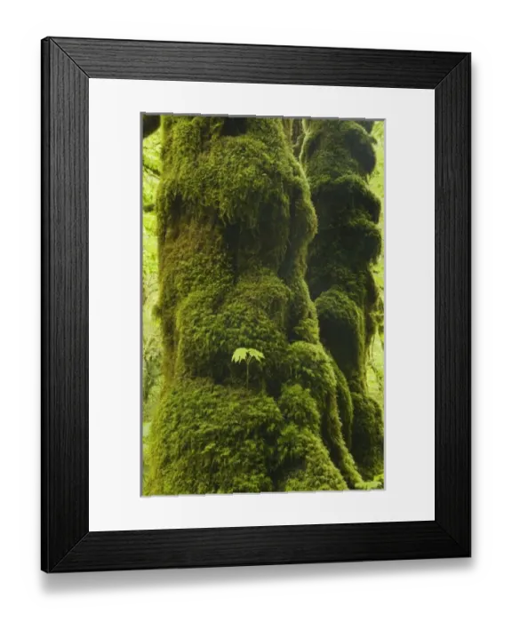 Framed Print : USA, North America, Oregon Framed Print : USA, North America, Oregon