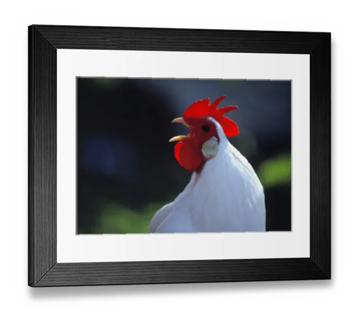 Framed Print : USA, Oregon, Eugene. A white rooster greets the day in Oregon Framed Print : USA, Oregon, Eugene. A white rooster greets the day in Oregon