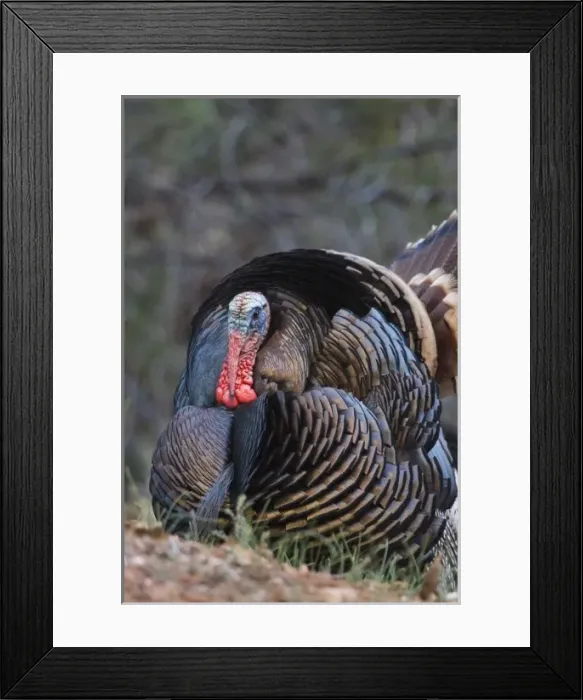 Framed Print : USA, Utah, Zion National Park, Wild Turkey, Meleagris gallopavo, in Zion Canyon Framed Print : USA, Utah, Zion National Park, Wild Turkey, Meleagris gallopavo, in Zion Canyon