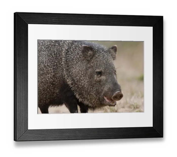 Framed Print : USA, North America, Texas