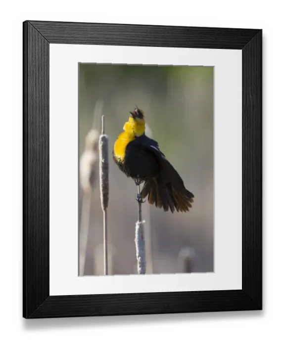 Framed Print : USA, North America, Utah Framed Print : USA, North America, Utah