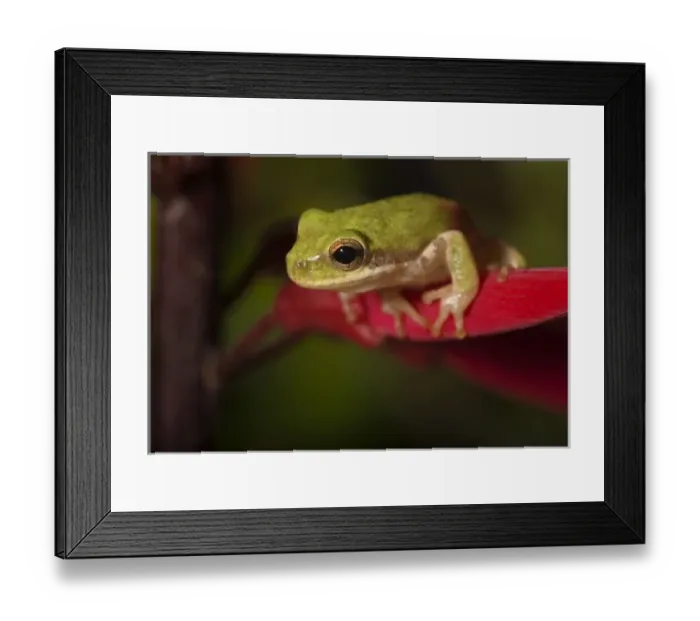 Framed Print : Squirrel treefrog on coral bean, Hyla squirella, Texas coastline