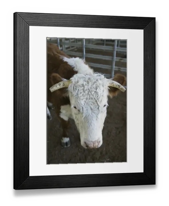 Framed Print : USA, TEXAS, Hill Country, Johnson City: LBJ Ranch, Former Texas White House of President Lyndon B Framed Print : USA, TEXAS, Hill Country, Johnson City: LBJ Ranch, Former Texas White House of President Lyndon B