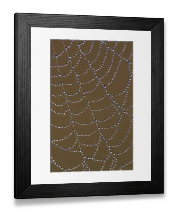 Framed Print : Spider Web, web with dew, The Inn at Chachalaca Bend, Cameron County, Rio Grande Valley Framed Print : Spider Web, web with dew, The Inn at Chachalaca Bend, Cameron County, Rio Grande Valley