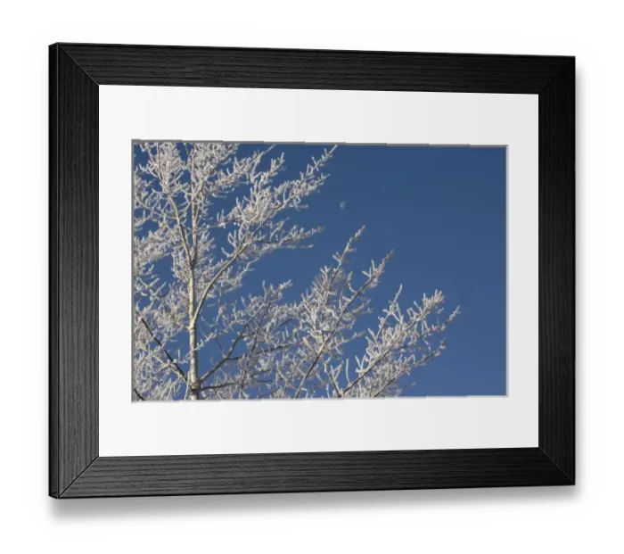 Framed Print : USA, Oregon, Bend. Frosty aspen branches frame a half moon in Bend, Oregon Framed Print : USA, Oregon, Bend. Frosty aspen branches frame a half moon in Bend, Oregon