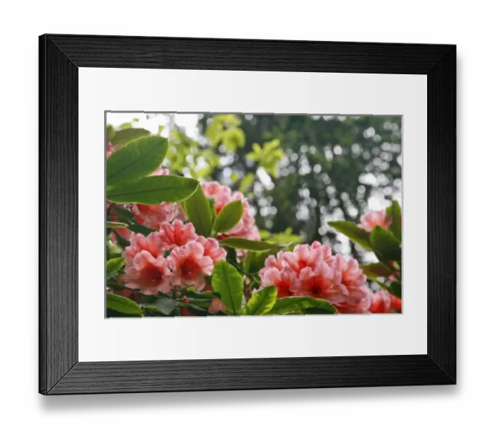 Framed Print : USA, Washington, Seabeck. Rhododendron flowers in garden Framed Print : USA, Washington, Seabeck. Rhododendron flowers in garden