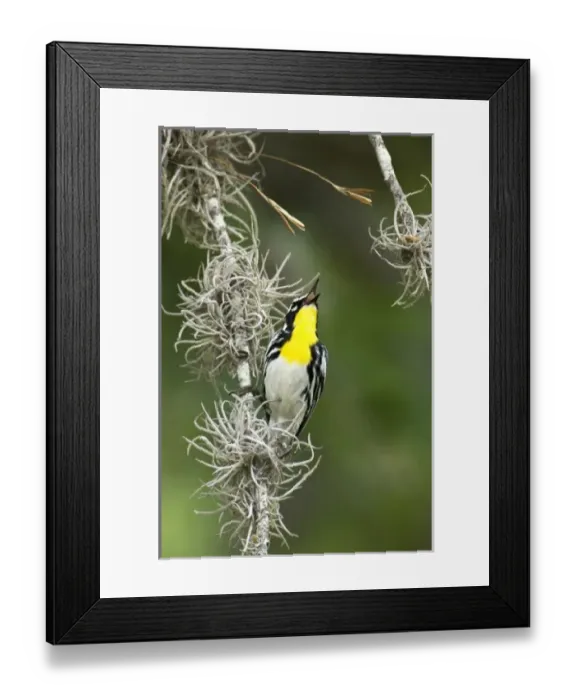 Framed Print : USA, North America, Texas Framed Print : USA, North America, Texas