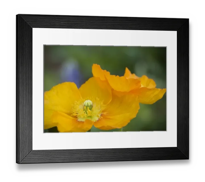 Framed Print : USA, North America, South Carolina Framed Print : USA, North America, South Carolina